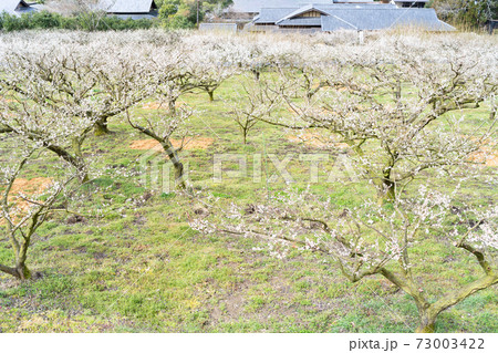 里山の梅の花に癒される風景 73003422