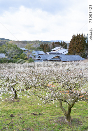 里山の梅の花が咲いた風景 73003423