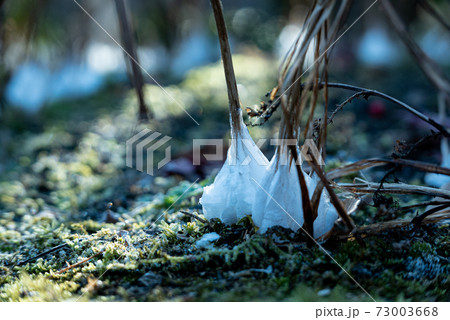 シモバシラ(シソ科の植物)の霜華 シモバシラ(シソ科の植物)の霜華 73003668