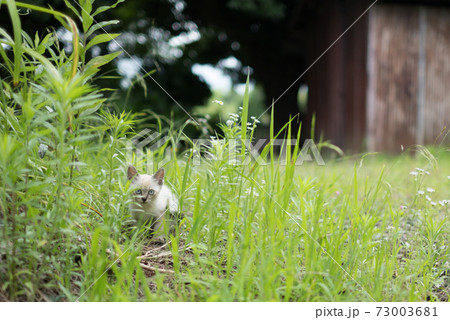 不思議そうにこちらを見つめる子猫 73003681