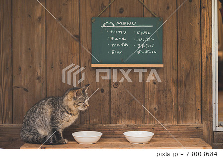 餌を見つめる子猫 73003684