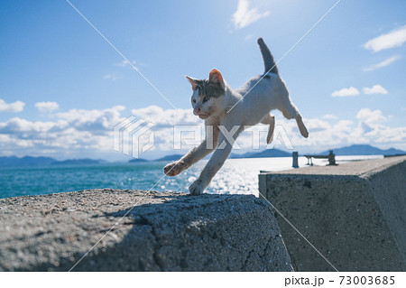佐柳島のジャンプする野良猫 73003685