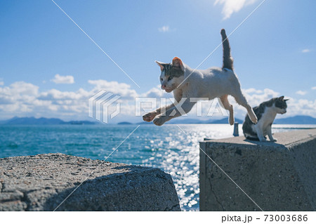 佐柳島のジャンプする野良猫 73003686