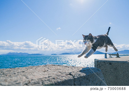 佐柳島のジャンプする野良猫 73003688
