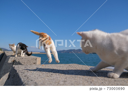 佐柳島のジャンプする野良猫 73003690