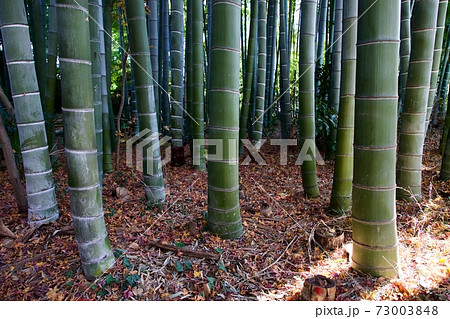 竹林 73003848