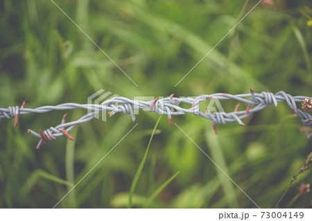 Close up of a barbed wire with a soft background Close up of a barbed wire with a soft background 73004149