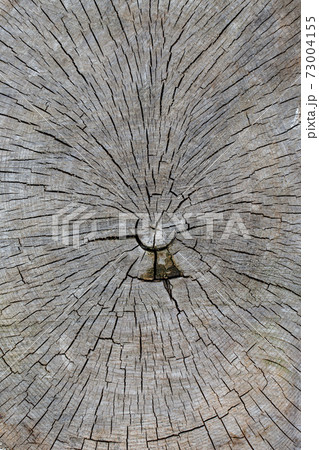 Close up of a wooden disc with annual rings 73004155
