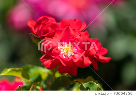 赤い薔薇　ファッショニスタ 73004256