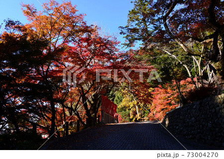 袋井　尊永寺の紅葉 73004270