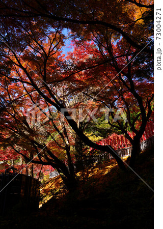 袋井　尊永寺の紅葉 73004271