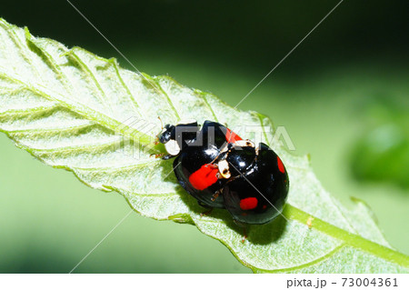 ナミテントウ（交尾中） 73004361