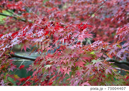 紅葉 73004407