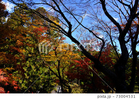 森町　大洞院の紅葉 73004531