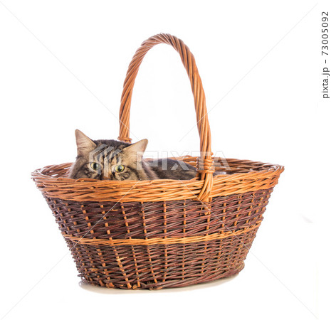 Big cat norvegian, feline with long hair 73005092