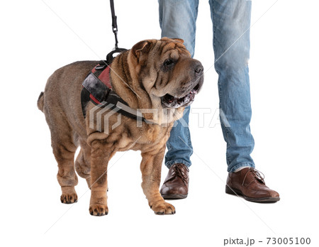 Old Shar-Pei (12 years old) isolated 73005100
