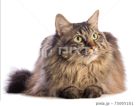 Big cat norvegian, feline with long hair 73005101