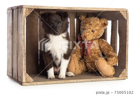 Shetland Sheepdog in a wooden crate 73005102