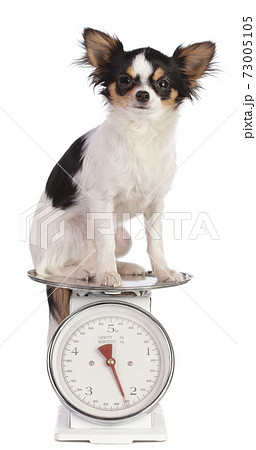 Young Chihuahua on a blalance Young Chihuahua on a blalance 73005105