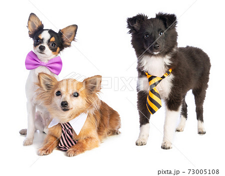 Shetland Sheepdog and Chihuahua with tie and bow 73005108