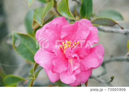 美しいサザンカ(山茶花)(自然質感) 美しいサザンカ(山茶花)(自然質感) 73005906