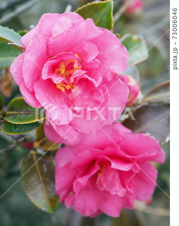 美しいサザンカ(山茶花)(自然質感) 美しいサザンカ(山茶花)(自然質感) 73006046