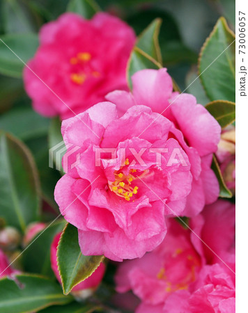 美しいサザンカ(山茶花)(自然質感) 美しいサザンカ(山茶花)(自然質感) 73006057
