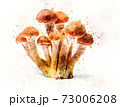 Armillaria mellea - Honey gel Hallimasch mushroom illustration 73006208