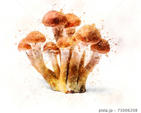 Armillaria mellea - Honey gel Hallimasch mushroom illustration 73006208