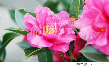 美しいサザンカ（山茶花）(自然質感) 73006339