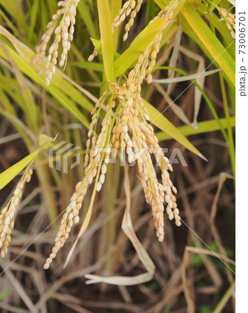 農業イメージ（稲作） 73006701