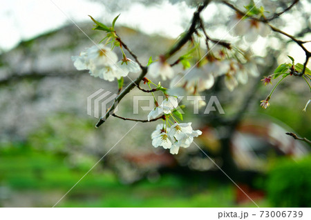 桜咲く称名寺の阿字が池 73006739