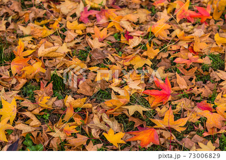 イタリア ミラノの紅葉の写真素材 [73006829] - PIXTA