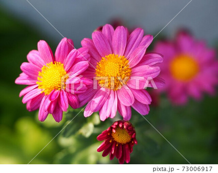 赤花サツマノギク 73006917