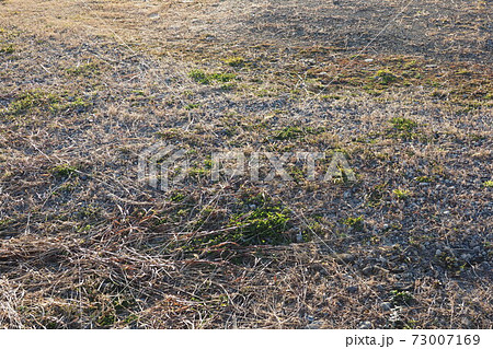 荒地 草原 野原 雑草 土地 荒地 草原 野原 雑草 土地 73007169