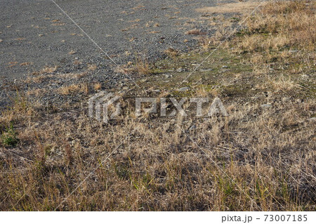荒地 草原 野原 雑草 土地 荒地 草原 野原 雑草 土地 73007185