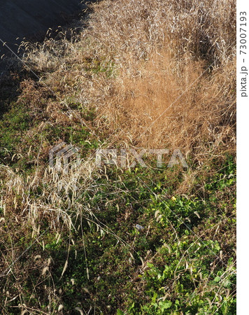 荒地　草原　野原　雑草　土地 73007193
