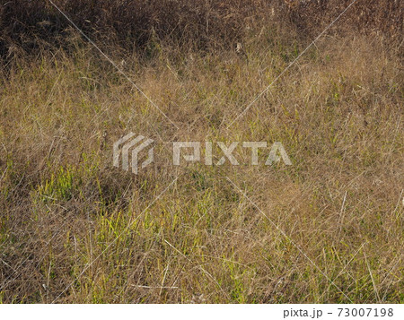 荒地　草原　野原　雑草　土地 73007198