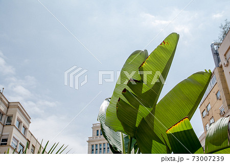 スペインバルセロナの街並み 明るい日差しの下の南国植物の大きな葉の写真素材