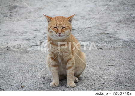 にやける猫 73007408