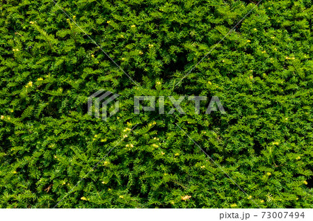 Green coniferous texture Green coniferous texture 73007494