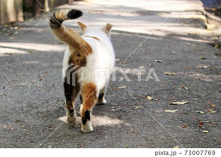 猫の写真素材 猫の写真素材