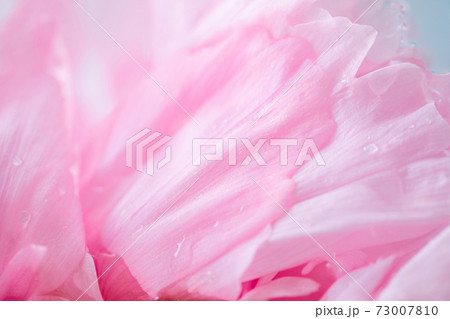 水滴と牡丹の花 水滴と牡丹の花 73007810