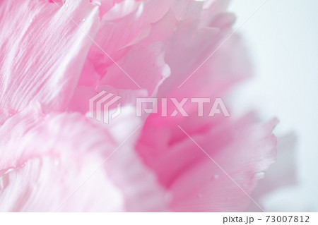 水滴と牡丹の花 水滴と牡丹の花 73007812