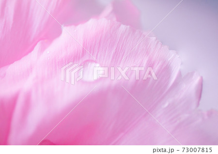 水滴と牡丹の花 水滴と牡丹の花 73007815