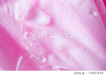 水滴と牡丹の花 水滴と牡丹の花 73007816
