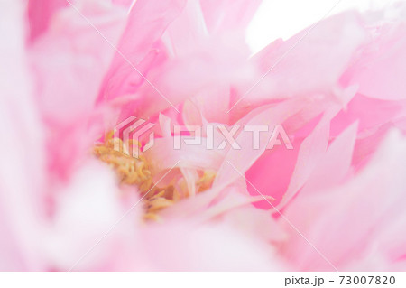 水滴と牡丹の花 水滴と牡丹の花 73007820