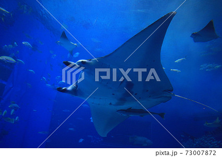 rays swimming in blue deep sea 73007872