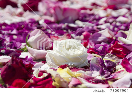 赤色白色ピンク色の薔薇の花が水に浮いています。 73007904