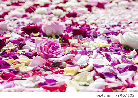 赤色白色ピンク色の薔薇の花が水に浮いています。 73007905
